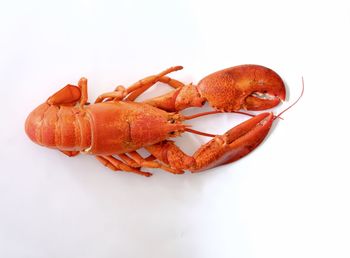 Close-up of orange against white background