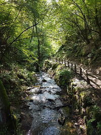 Stream flowing amidst trees in forest