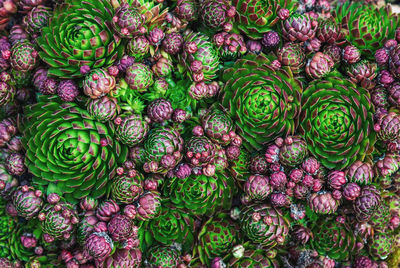 Groundcover plants texture - houseleek of various color and shape, top view