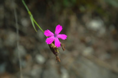 Close-up of pink flowering plant