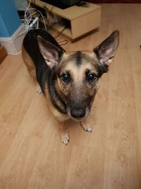 High angle portrait of dog on hardwood floor
