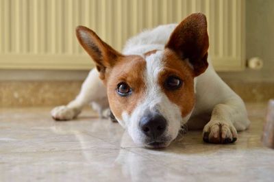 Close-up portrait of dog resting on floor at home
