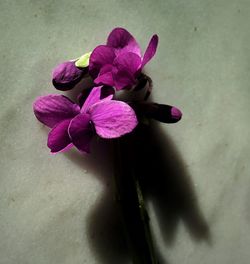 Close-up of purple flower