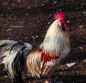 Close-up of rooster on field