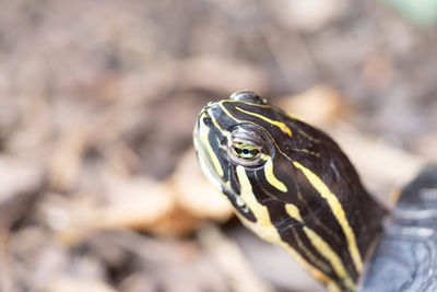 Close-up of lizard on rock
