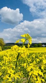 rapeseed
