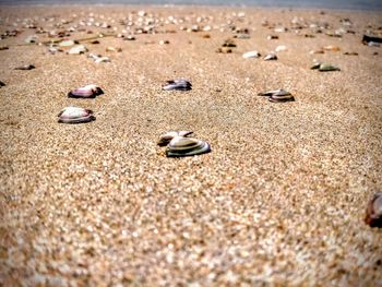 High angle view of shells on sand