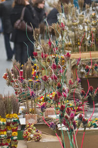 Close-up of plants