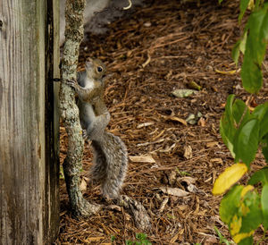 Close-up of squirrel on tree trunk