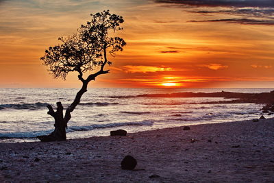 Silhouette tree on beach against sky during sunset