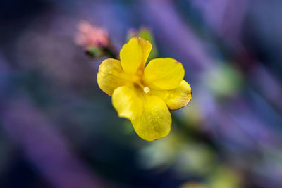 Close-up of yellow flowering plant