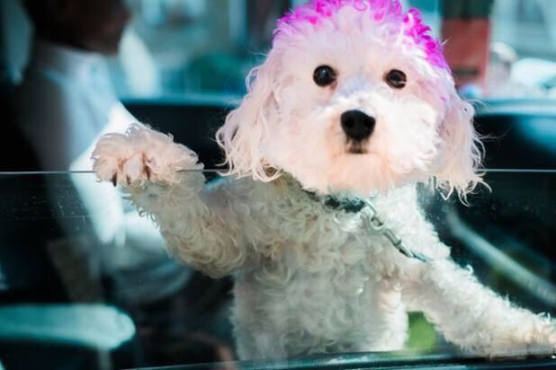 animal themes, pets, domestic animals, one animal, indoors, dog, mammal, close-up, focus on foreground, animal head, selective focus, cute, no people, animal hair, home interior, glass - material, pampered pets, incidental people, looking away, day