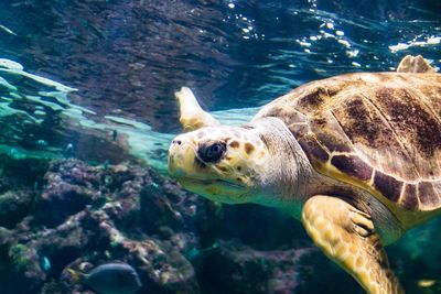 Close-up of turtle swimming in sea