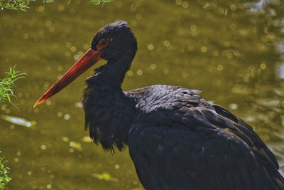 Close-up of a duck