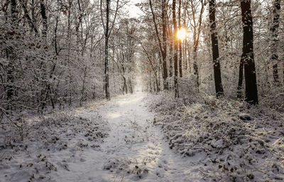 Snow covered road amidst trees in forest