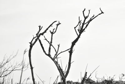 Low angle view of bare tree against clear sky