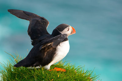 Close-up of bird perching on a plant