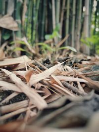 Close-up of dry leaves on field