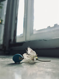 Close-up of white flower on table