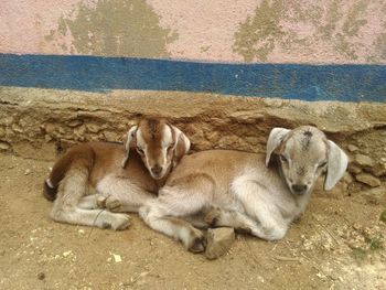 High angle view of kid goats sitting by wall