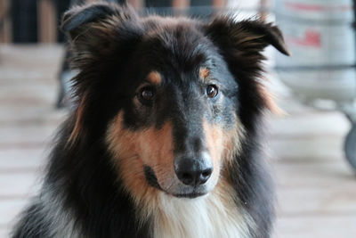 Close-up portrait of dog