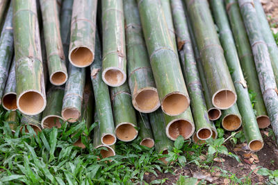 Close-up of bamboos