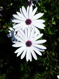 Close-up of white flowers blooming outdoors