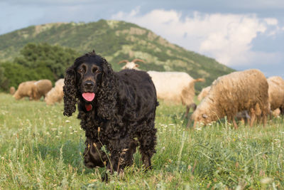 View of a dog on field