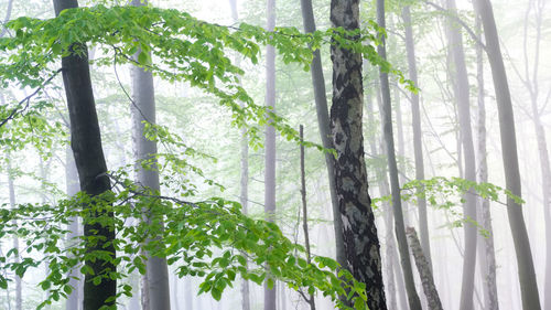 Low angle view of trees in forest