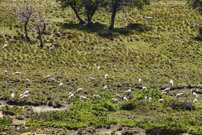 Flock of sheep grazing on field