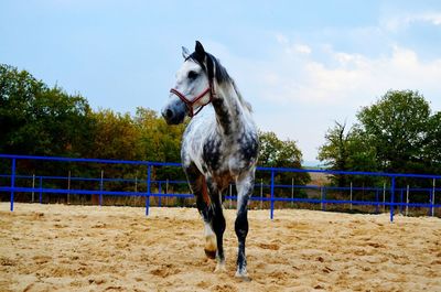 Horse on tree against sky