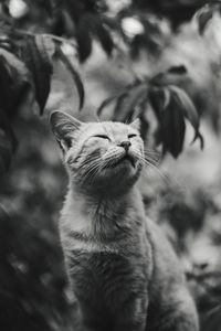 Close-up of a cat looking up