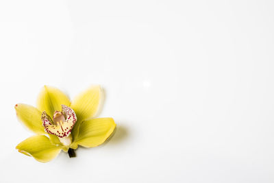 Close-up of flower over white background