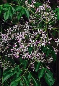 Flowers blooming outdoors