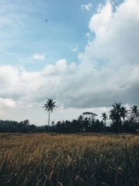 Scenic view of field against sky