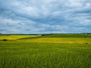 Scenic view of agricultural field against sky