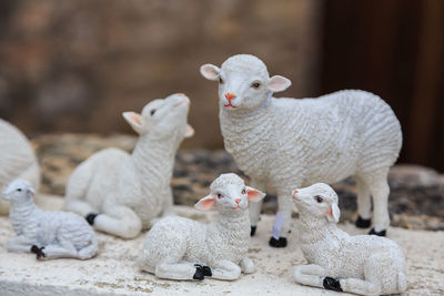  plastic sheep flock