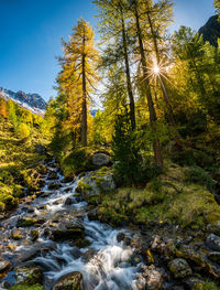 Stream flowing through rocks in forest