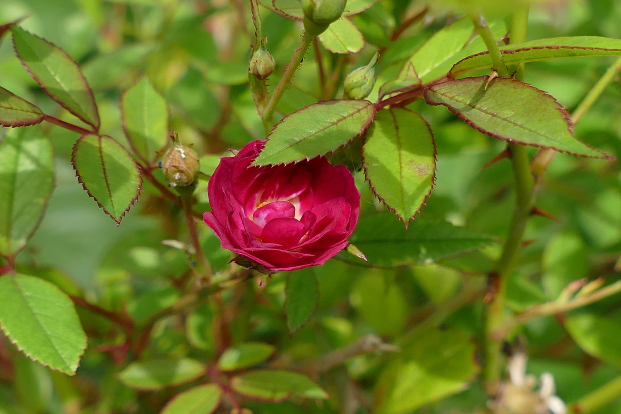 CLOSE-UP OF RED FLOWERING PLANT