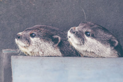 Close-up of otters
