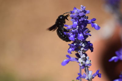Close-up of bumblebee on lavender