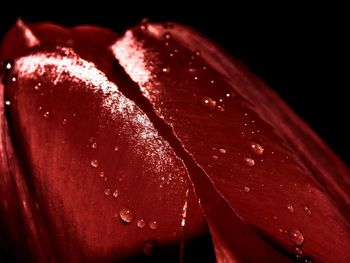 Close-up of water drops on flower