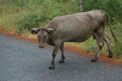 Car on road