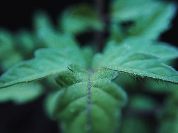 Close-up of plant leaves during winter