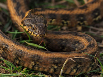 Close-up of lizard on land