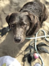 Close-up portrait of black dog