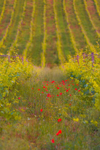 Scenic view of flowering plants on land