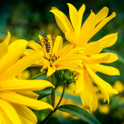 Close-up of insect on yellow flower