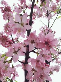 Low angle view of pink flowers blooming on tree