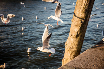 Seagulls flying over lake